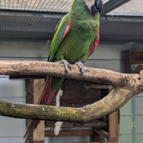 Couple formé ara severe #2