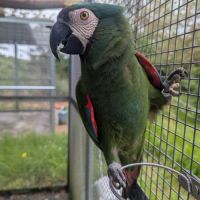 Couple formé ara severe #0