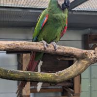 Couple formé ara severe #2