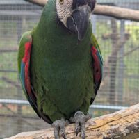 Couple formé ara severe #3