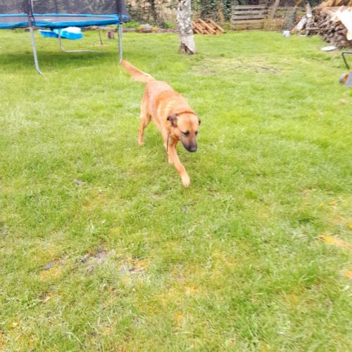 Malinois croisé drathar