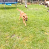 Malinois croisé drathar