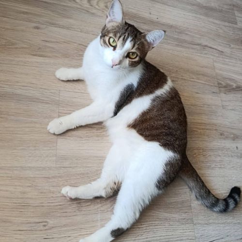 Melina, adorable chatte à l'adoption #3