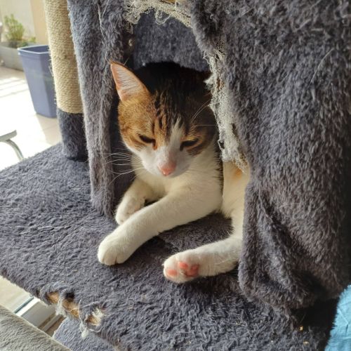 Melina, adorable chatte à l'adoption #6