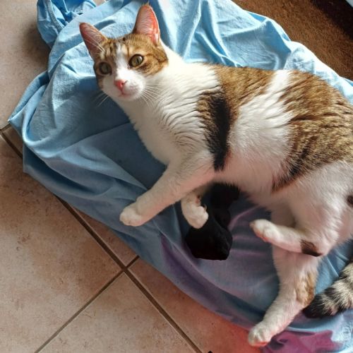 Melina, adorable chatte à l'adoption #8