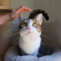 Melina, adorable chatte à l'adoption