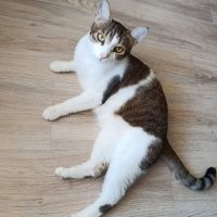 Melina, adorable chatte à l'adoption #3