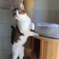 Melina, adorable chatte à l'adoption #4