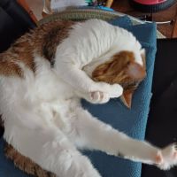 Melina, adorable chatte à l'adoption #5