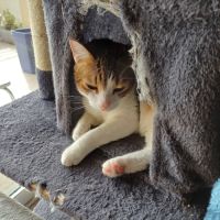 Melina, adorable chatte à l'adoption #6