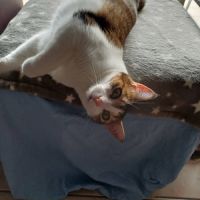 Melina, adorable chatte à l'adoption #7