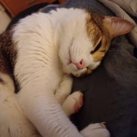 Melina, adorable chatte à l'adoption #9