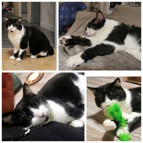 Zorro, adorable chat à l'adoption #1