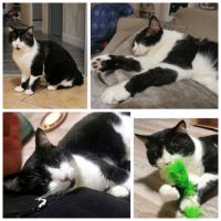 Zorro, adorable chat à l'adoption #1