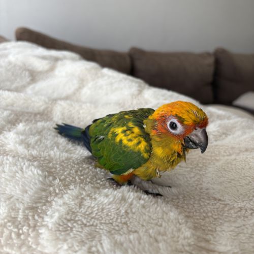 Conure soleil #2