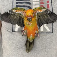 Conure soleil #1