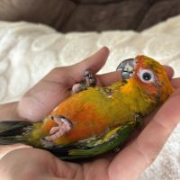 Conure soleil #0