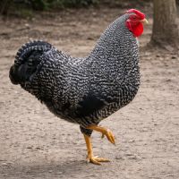 Wyandotte coq barré
