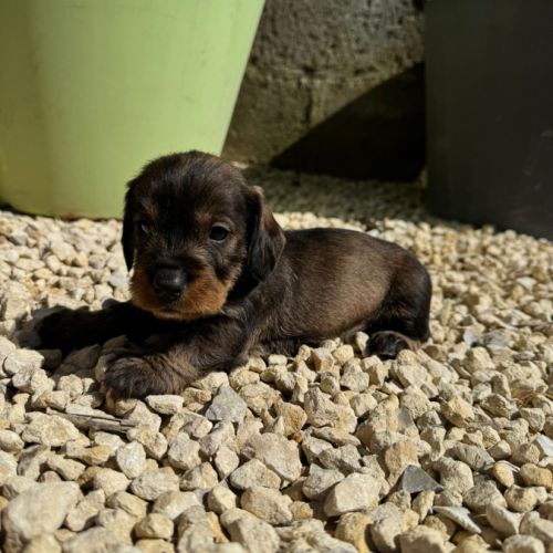 Chiot teckel poil dur #1