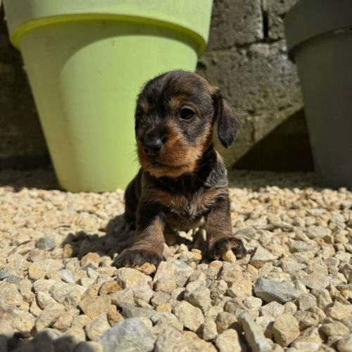 Chiot teckel poil dur #2