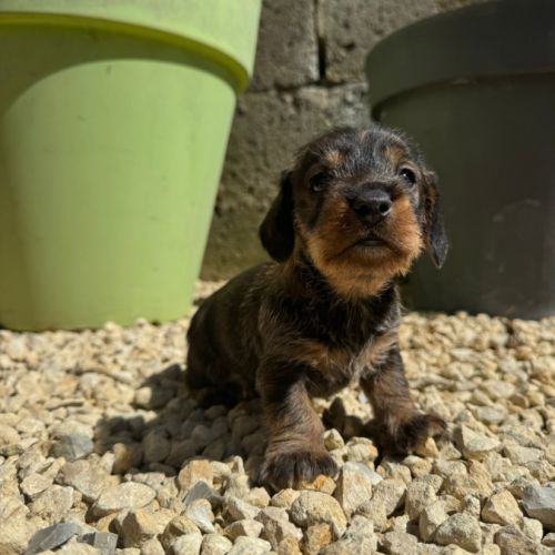 Chiot teckel poil dur #4