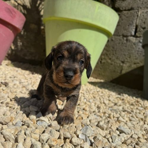 Chiot teckel poil dur #5