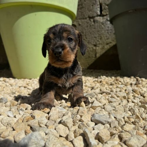 Chiot teckel poil dur