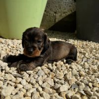 Chiot teckel poil dur #1