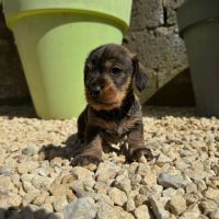 Chiot teckel poil dur #2