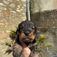 Chiot teckel poil dur #3