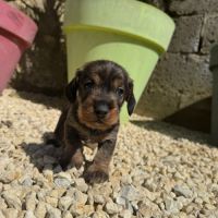 Chiot teckel poil dur #5