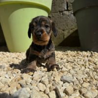 Chiot teckel poil dur #0