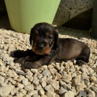 Chiot teckel poil dur #7