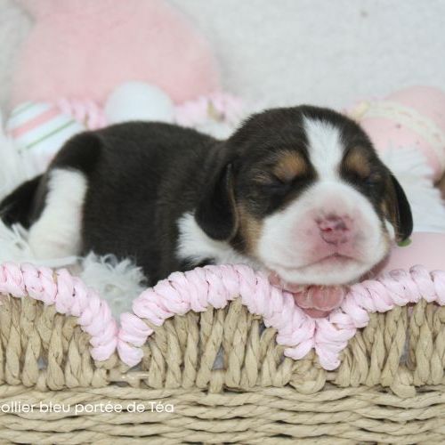 Chiot beagle lof - bébés de téa