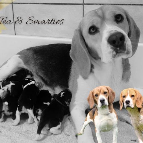 Chiot beagle lof - bébés de téa