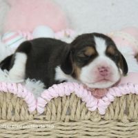 Chiot beagle lof - bébés de téa