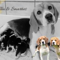Chiot beagle lof - bébés de téa