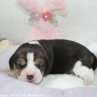 Chiots beagle lof - portée de shookette