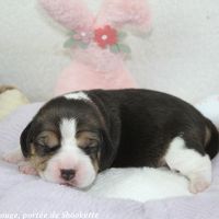 Chiots beagle lof - portée de shookette