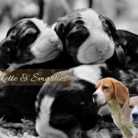 Chiots beagle lof - portée de shookette