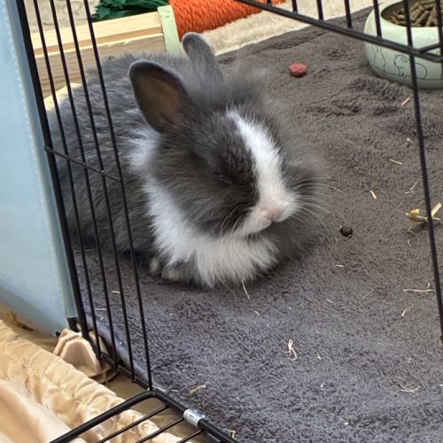 Lapin à tête de lion à vendre #1