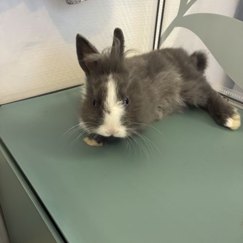 Lapin à tête de lion à vendre