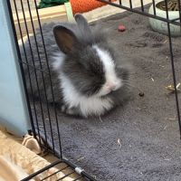 Lapin à tête de lion à vendre #1