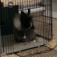 Lapin à tête de lion à vendre #2