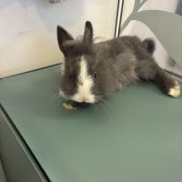 Lapin à tête de lion à vendre #0