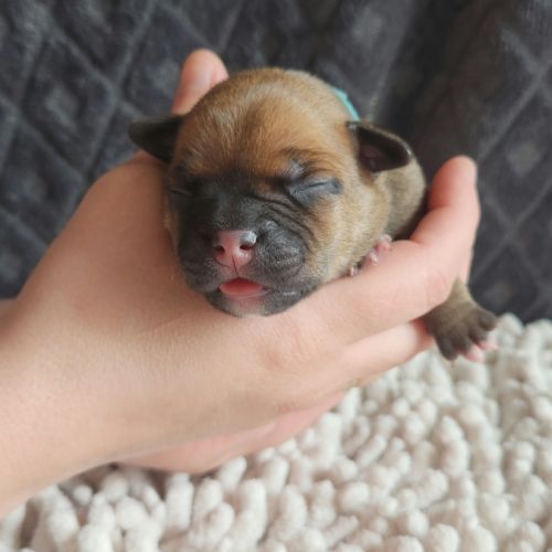 Chiot staffordshire bull terrier staffie #1