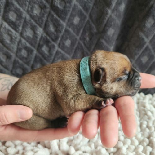 Chiot staffordshire bull terrier staffie #2