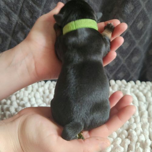 Chiot staffordshire bull terrier staffie #3