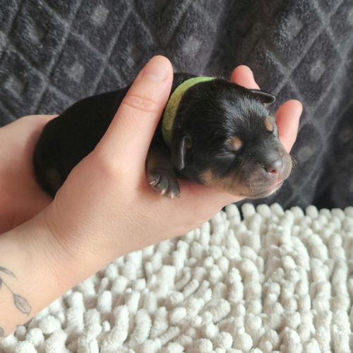 Chiot staffordshire bull terrier staffie #4