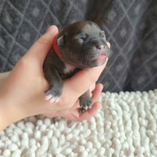 Chiot staffordshire bull terrier staffie #5